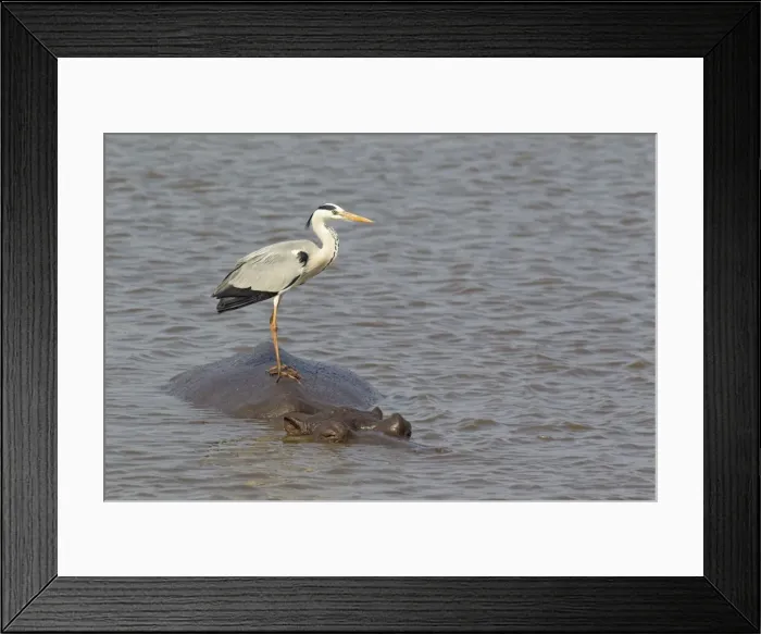 Framed Print : Picture No. 10887234