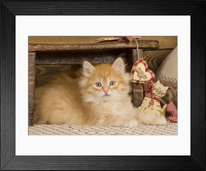 Framed Print : Picture No. 10887714 Framed Print : Picture No. 10887714