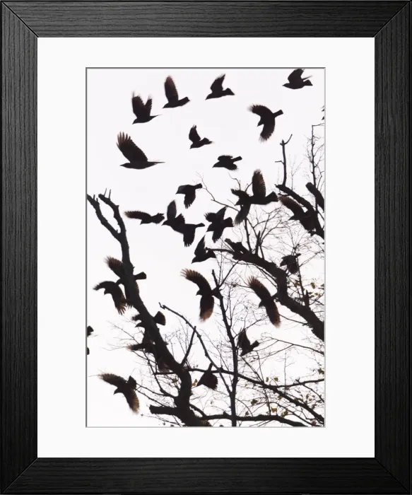 Framed Print : Picture No. 10887321 Framed Print : Picture No. 10887321