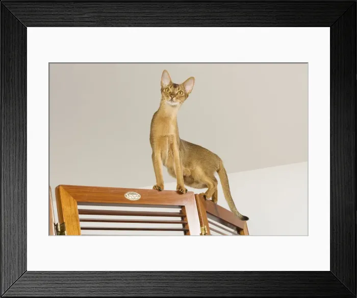 Framed Print : Picture No. 10887908 Framed Print : Picture No. 10887908