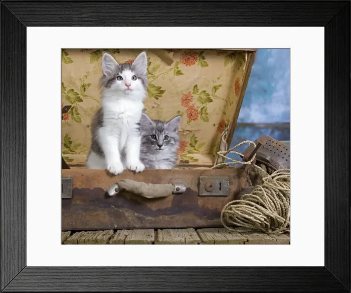 Framed Print : Picture No. 10887783 Framed Print : Picture No. 10887783