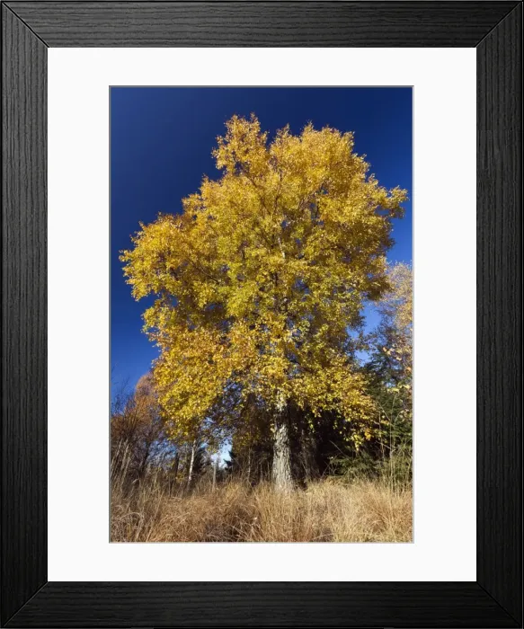 Framed Print : Picture No. 10887316