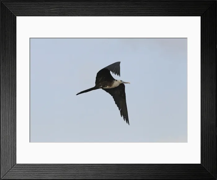 Framed Print : Picture No. 10886698 Framed Print : Picture No. 10886698