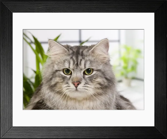 Framed Print : Picture No. 10887766 Framed Print : Picture No. 10887766