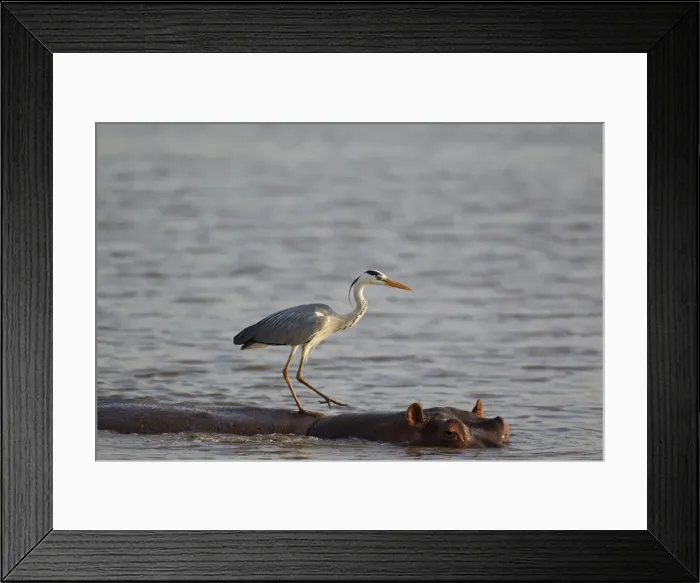 Framed Print : Picture No. 10887284 Framed Print : Picture No. 10887284
