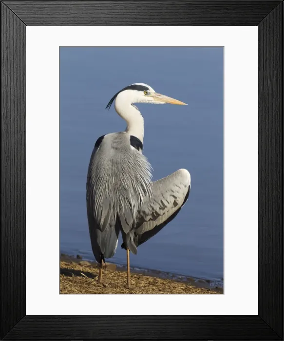 Framed Print : Picture No. 10887249 Framed Print : Picture No. 10887249