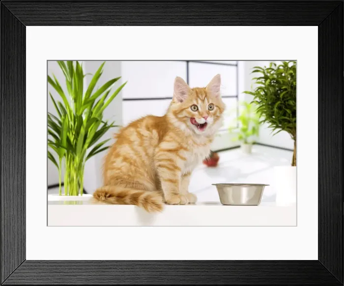 Framed Print : Picture No. 10887772 Framed Print : Picture No. 10887772