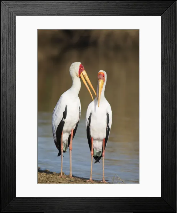 Framed Print : Picture No. 10887271 Framed Print : Picture No. 10887271