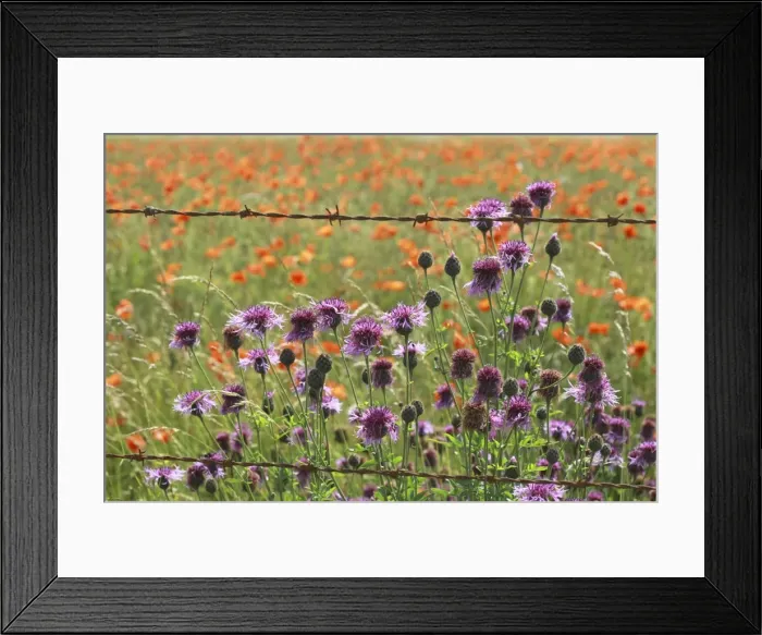 Framed Print : Picture No. 10887530 Framed Print : Picture No. 10887530