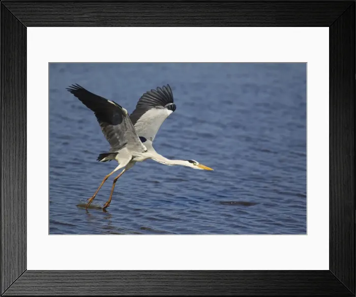 Framed Print : Picture No. 10887240 Framed Print : Picture No. 10887240