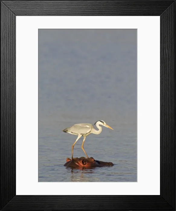 Framed Print : Picture No. 10887232 Framed Print : Picture No. 10887232