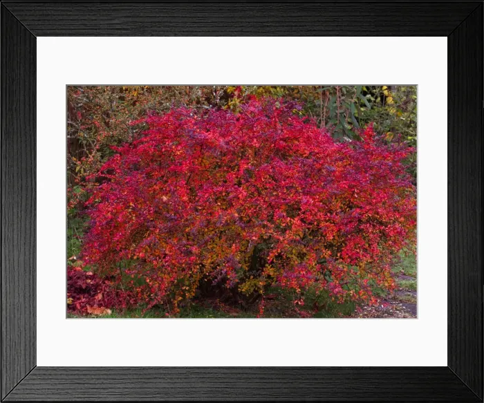 Framed Print : Picture No. 10887315 Framed Print : Picture No. 10887315