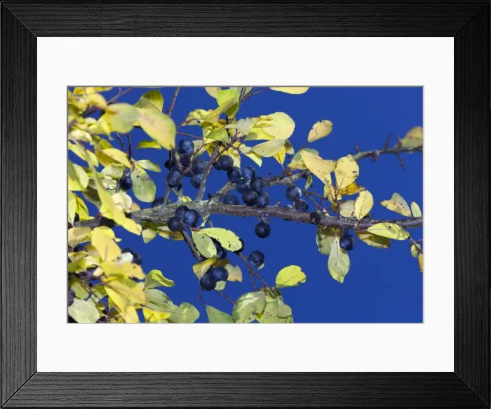 Framed Print : Picture No. 10887355 Framed Print : Picture No. 10887355