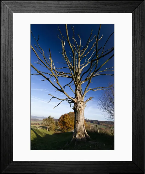 Framed Print : Picture No. 10887338 Framed Print : Picture No. 10887338