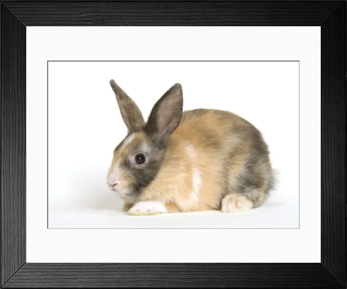 Framed Print : Picture No. 10886693 Framed Print : Picture No. 10886693