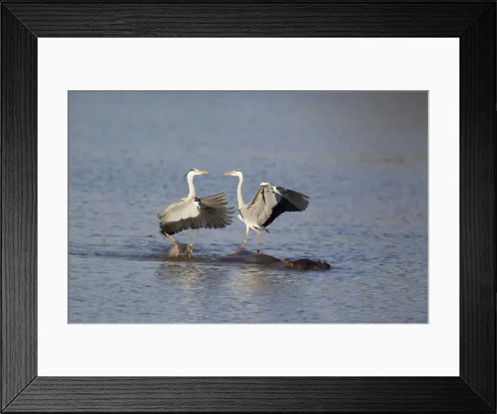 Framed Print : Picture No. 10887292 Framed Print : Picture No. 10887292