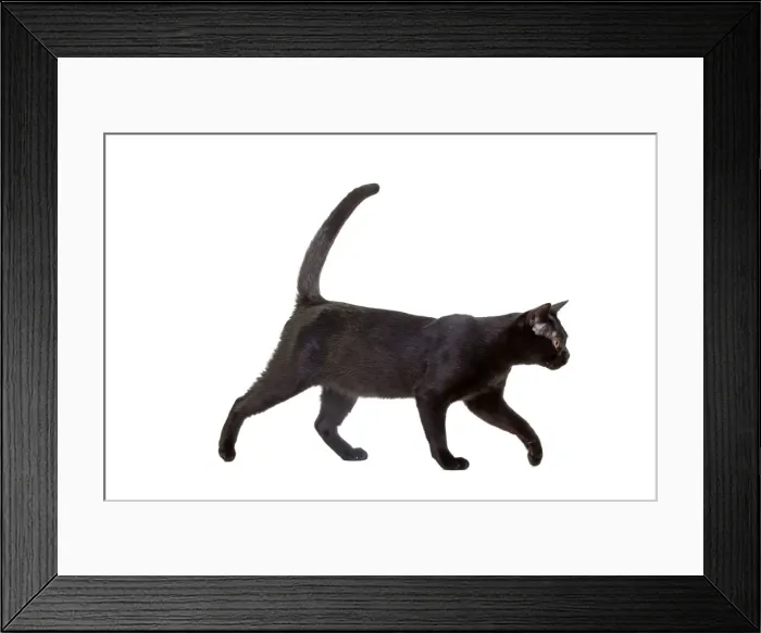 Framed Print : Picture No. 10888045 Framed Print : Picture No. 10888045