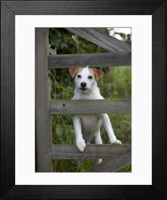 Framed Print : Picture No. 10887446 Framed Print : Picture No. 10887446