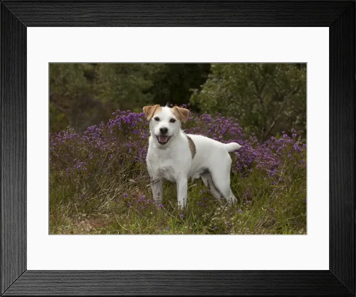 Framed Print : Picture No. 10887448 Framed Print : Picture No. 10887448