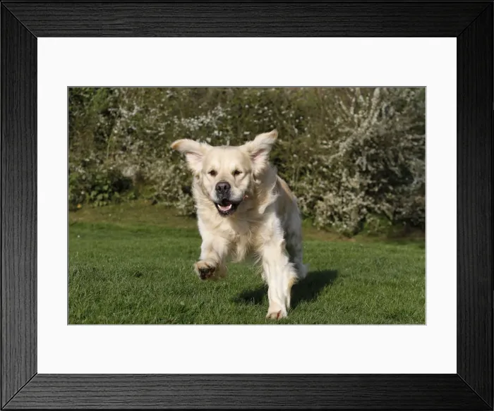 Framed Print : Picture No. 10887733 Framed Print : Picture No. 10887733