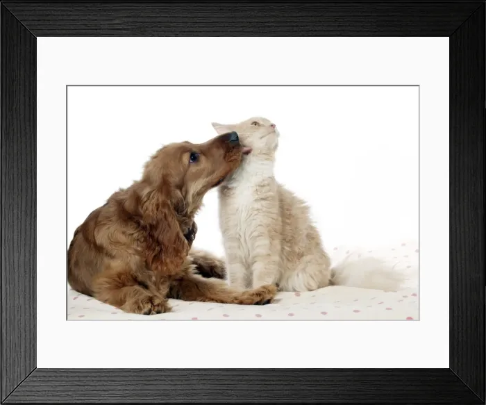 Framed Print : Picture No. 10887436 Framed Print : Picture No. 10887436