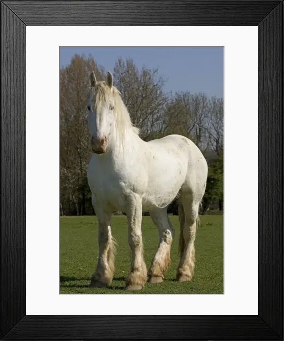 Framed Print : Picture No. 10887930 Framed Print : Picture No. 10887930