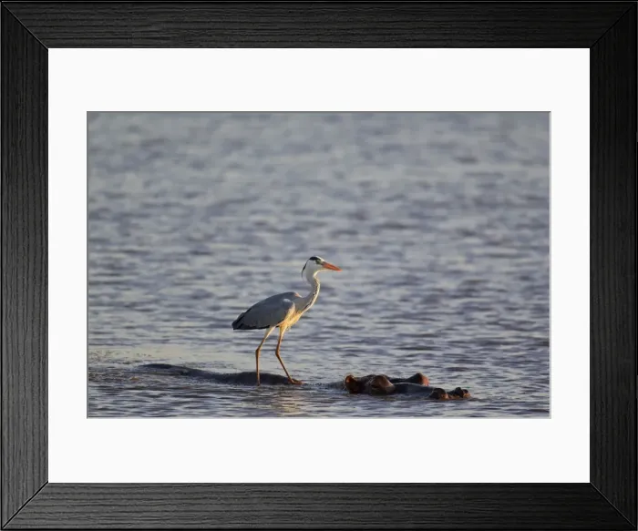 Framed Print : Picture No. 10887231 Framed Print : Picture No. 10887231