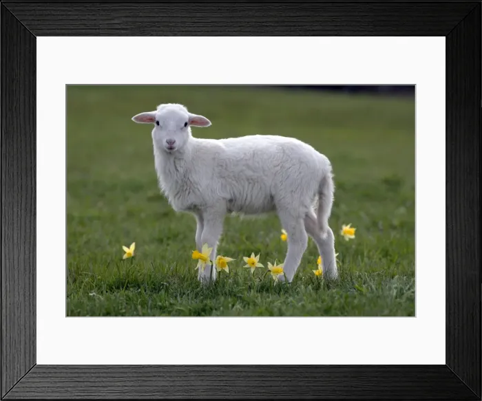Framed Print : Picture No. 10886742