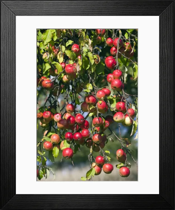 Framed Print : Picture No. 10887298 Framed Print : Picture No. 10887298