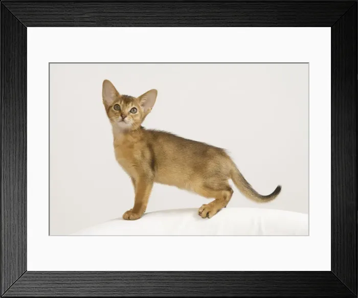 Framed Print : Picture No. 10887907 Framed Print : Picture No. 10887907