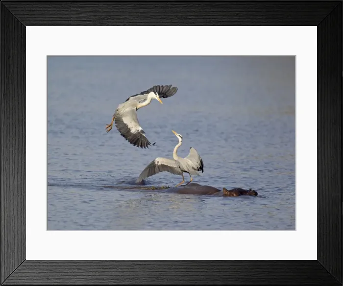 Framed Print : Picture No. 10887247 Framed Print : Picture No. 10887247