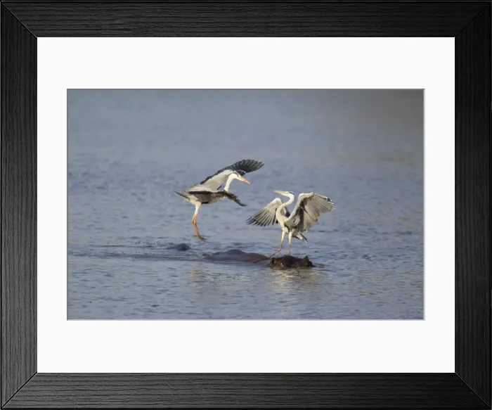Framed Print : Picture No. 10887291 Framed Print : Picture No. 10887291