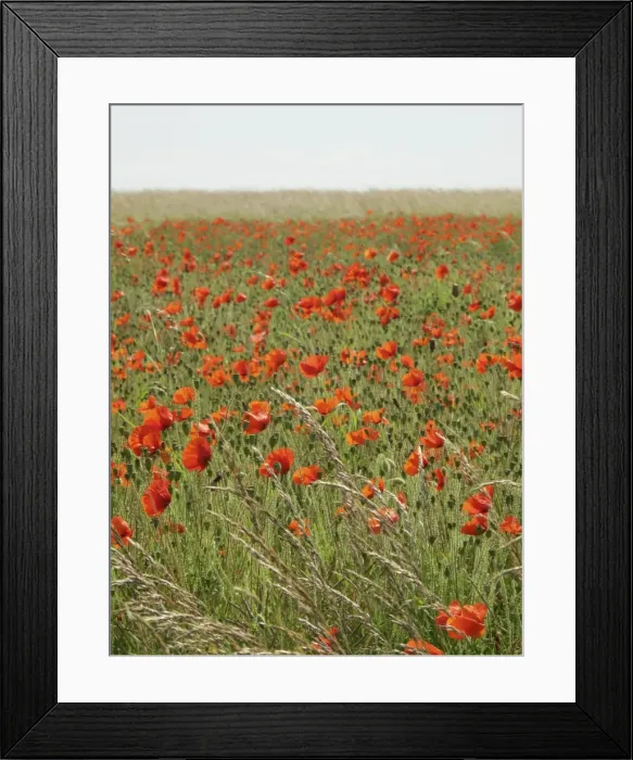 Framed Print : Picture No. 10887524 Framed Print : Picture No. 10887524