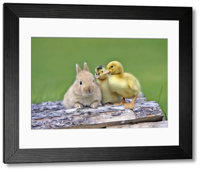 Framed Print : Picture No. 10886755 Framed Print : Picture No. 10886755