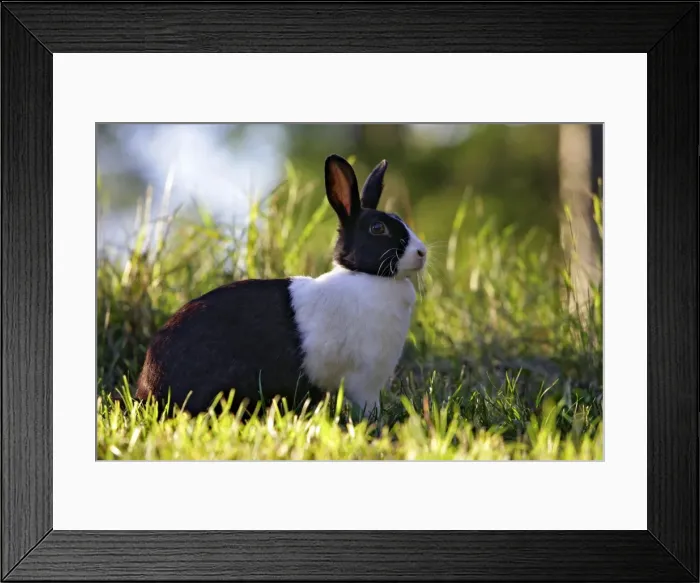 Framed Print : Picture No. 10886752 Framed Print : Picture No. 10886752