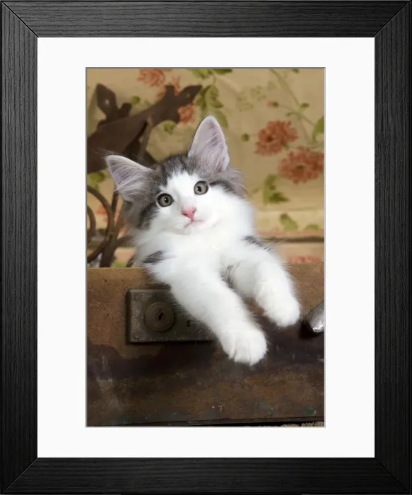 Framed Print : Picture No. 10887788 Framed Print : Picture No. 10887788