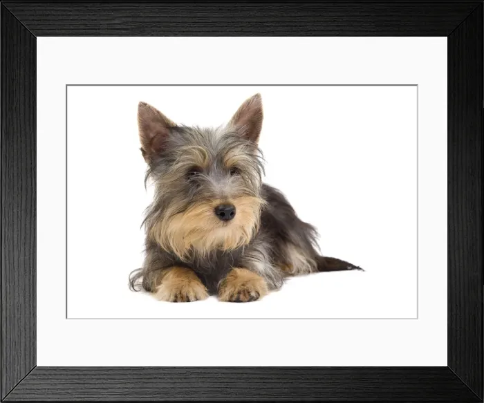 Framed Print : Picture No. 10888040 Framed Print : Picture No. 10888040