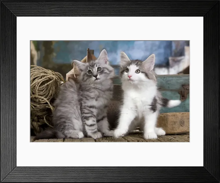 Framed Print : Picture No. 10887782 Framed Print : Picture No. 10887782