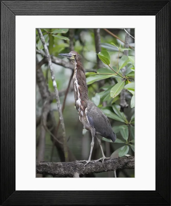 Framed Print : Picture No. 10887931 Framed Print : Picture No. 10887931