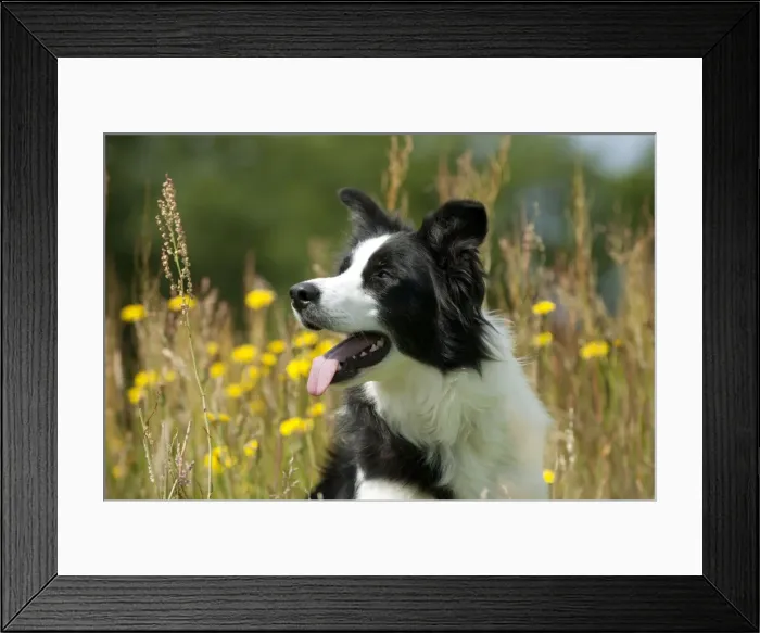 Framed Print : Picture No. 10887516 Framed Print : Picture No. 10887516