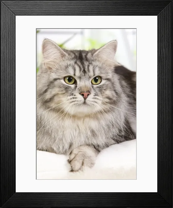 Framed Print : Picture No. 10887767 Framed Print : Picture No. 10887767