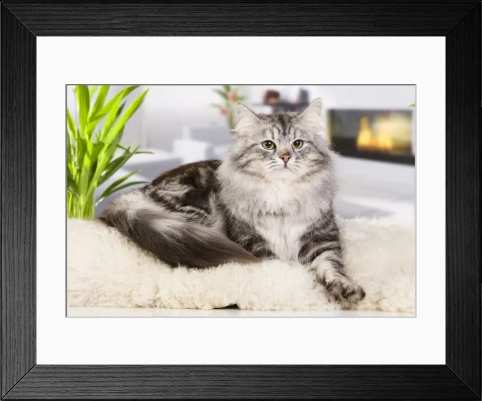 Framed Print : Picture No. 10887774 Framed Print : Picture No. 10887774