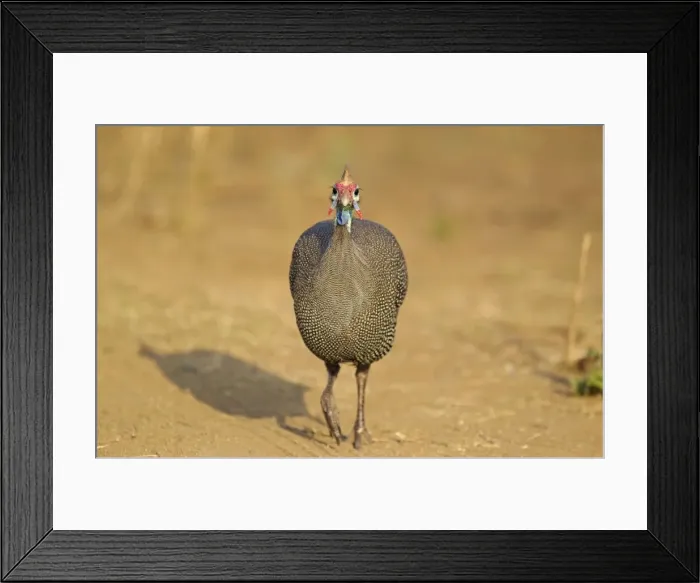 Framed Print : Picture No. 10887230 Framed Print : Picture No. 10887230