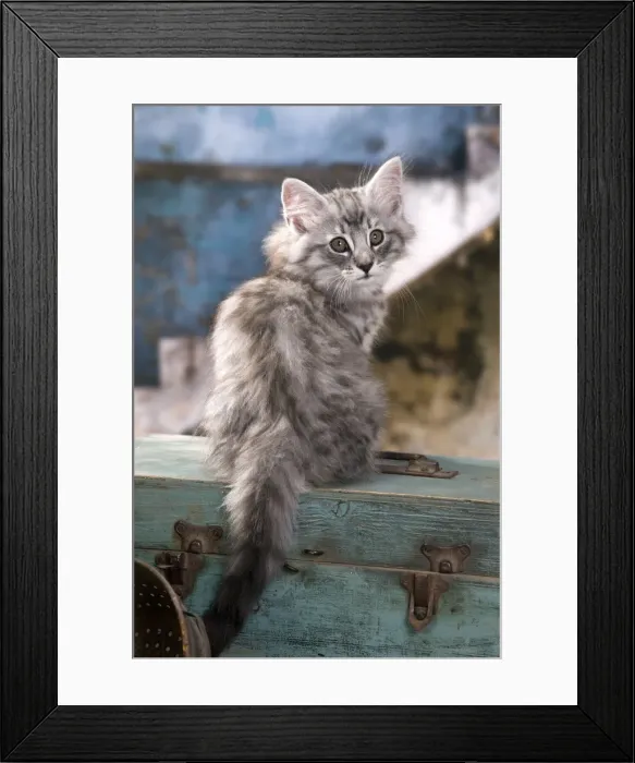 Framed Print : Picture No. 10887776 Framed Print : Picture No. 10887776
