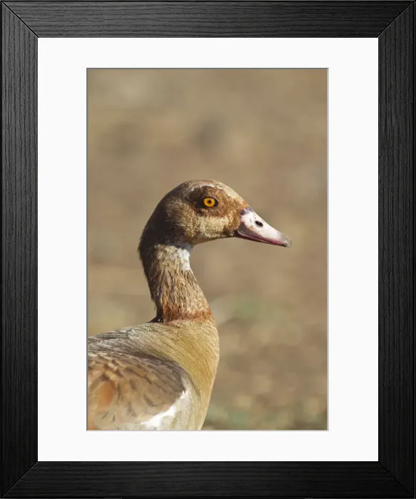 Framed Print : Picture No. 10887227 Framed Print : Picture No. 10887227