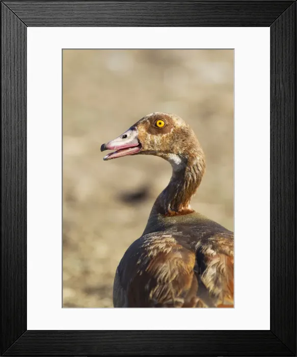 Framed Print : Picture No. 10887228 Framed Print : Picture No. 10887228