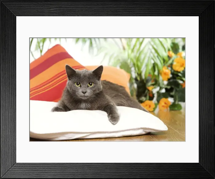 Framed Print : Picture No. 10887911 Framed Print : Picture No. 10887911