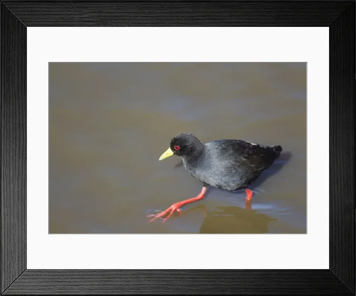 Framed Print : Picture No. 10887280 Framed Print : Picture No. 10887280