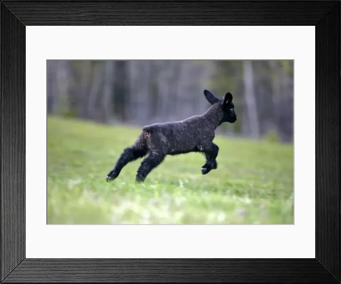 Framed Print : Picture No. 10886763 Framed Print : Picture No. 10886763