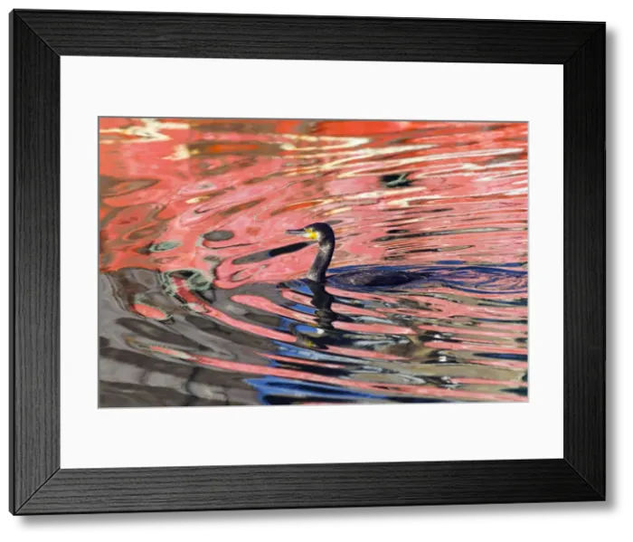Framed Print : Picture No. 10887320 Framed Print : Picture No. 10887320